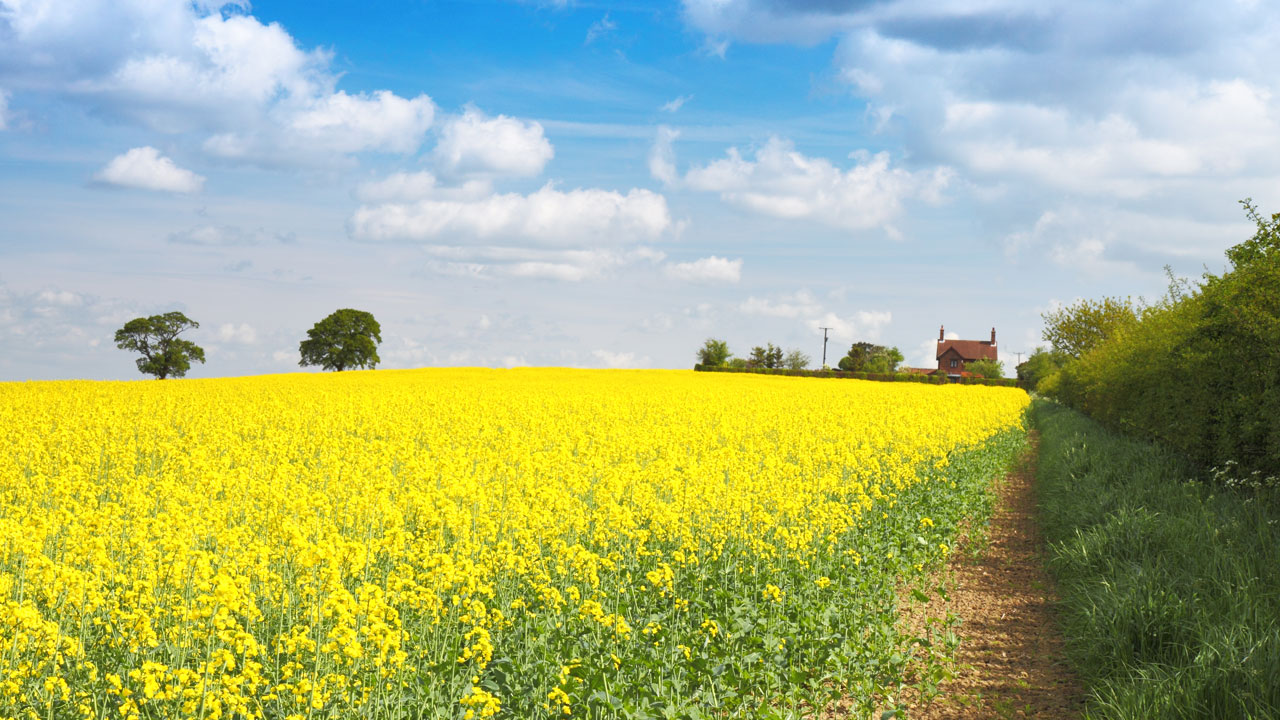 Farm with rapeseed fields and trees