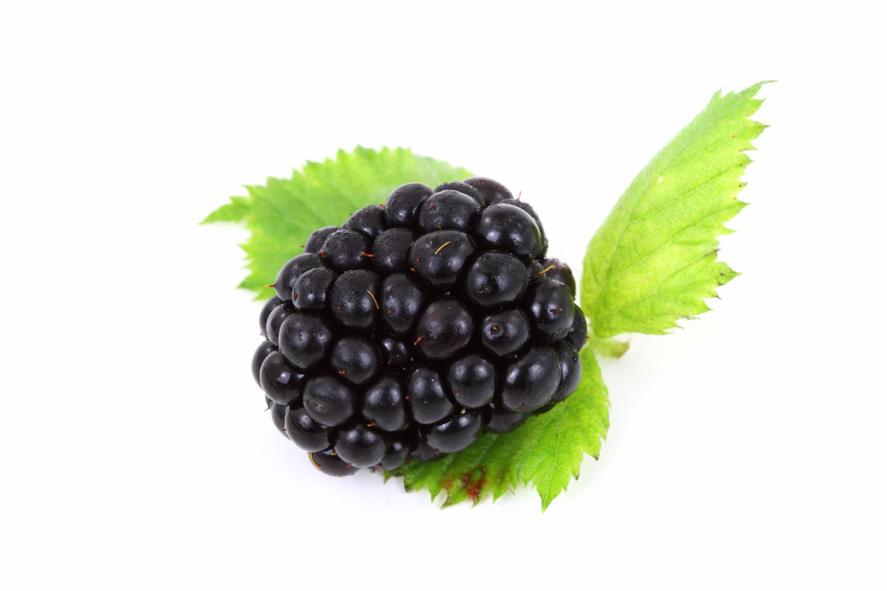 fresh blackberry isolated on white background