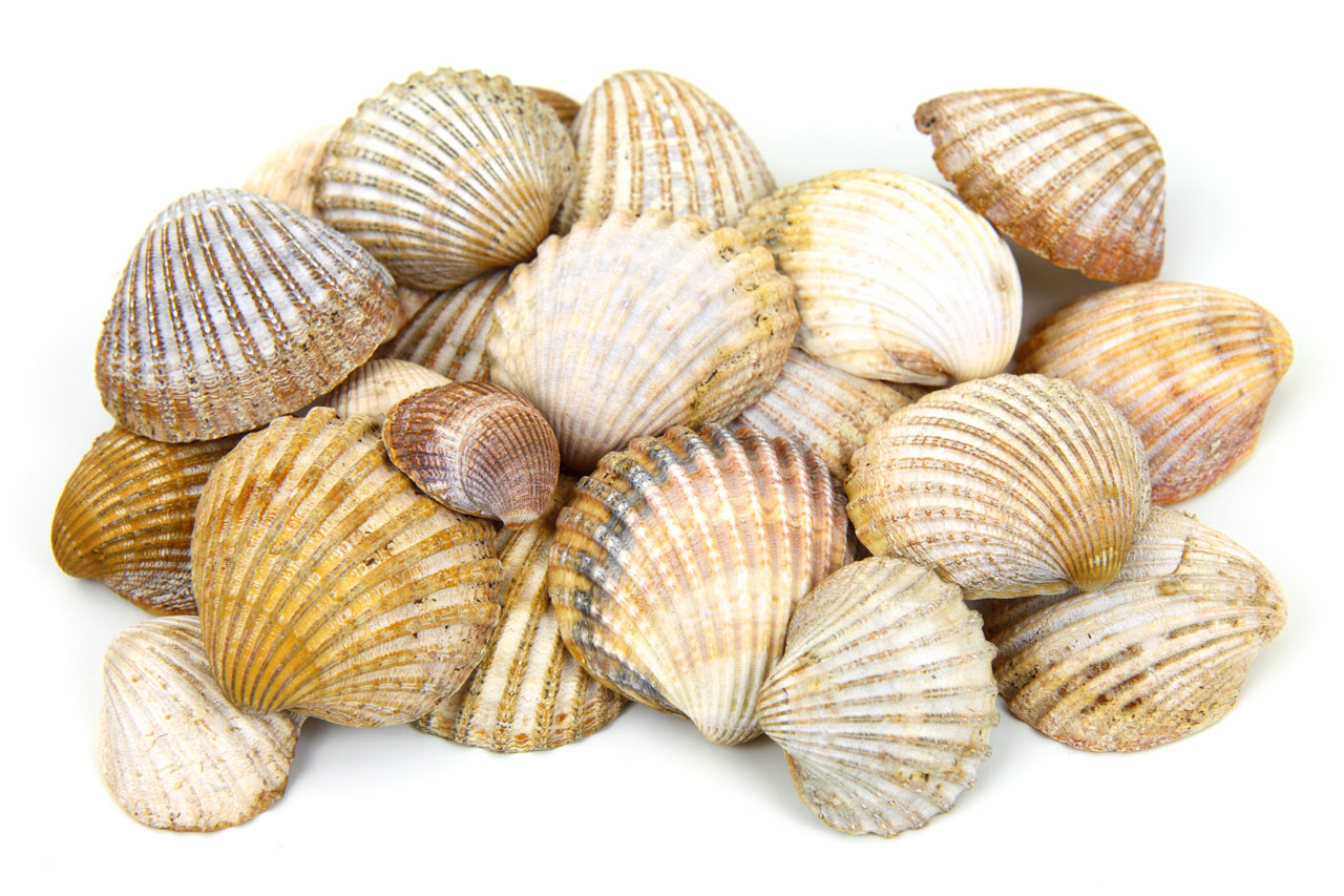 sea shells isolated on white background