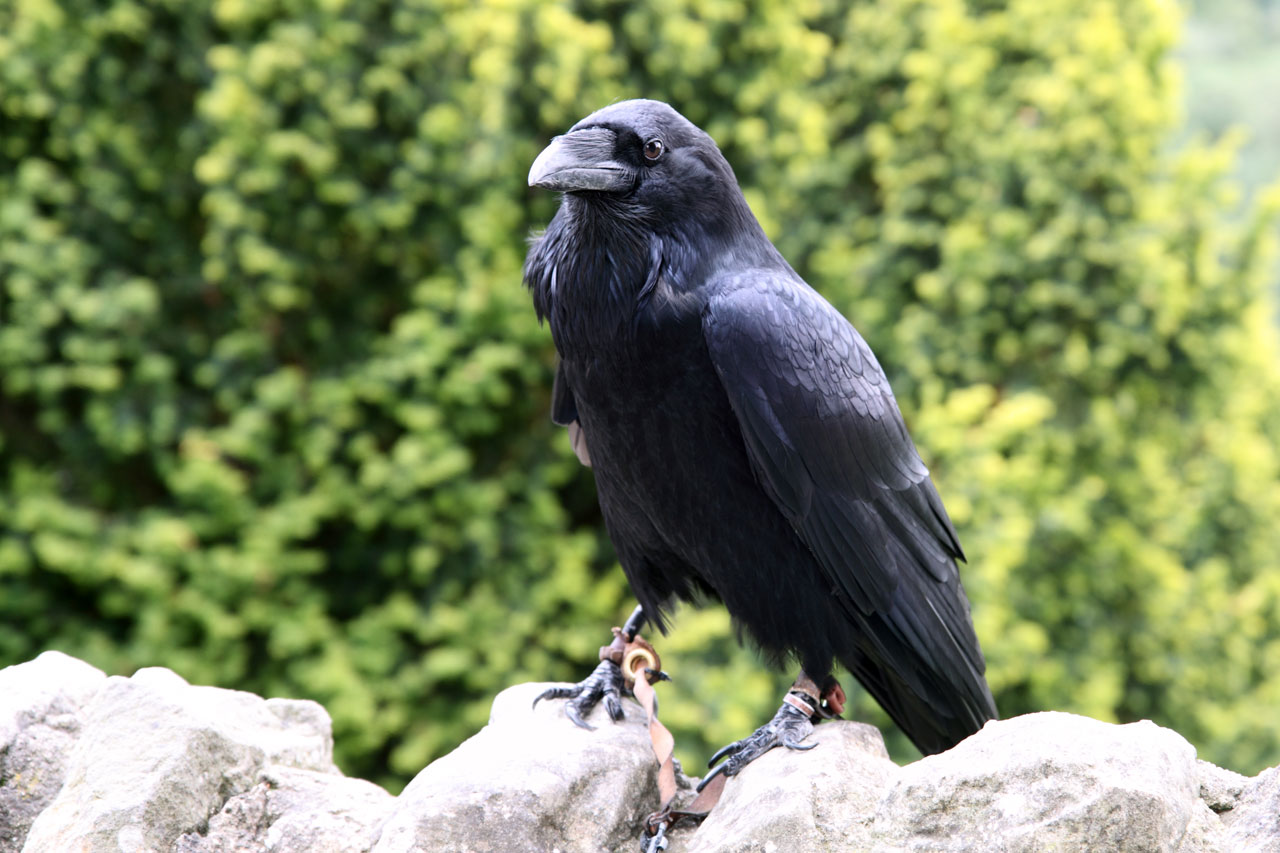 black crow outdoors
