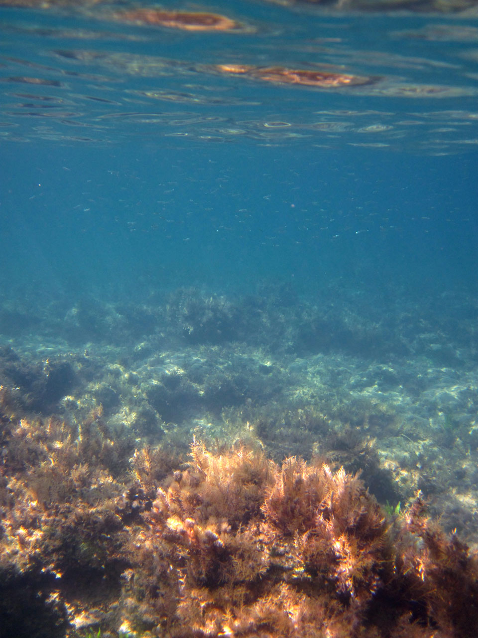 life underwater - fish and seaweed