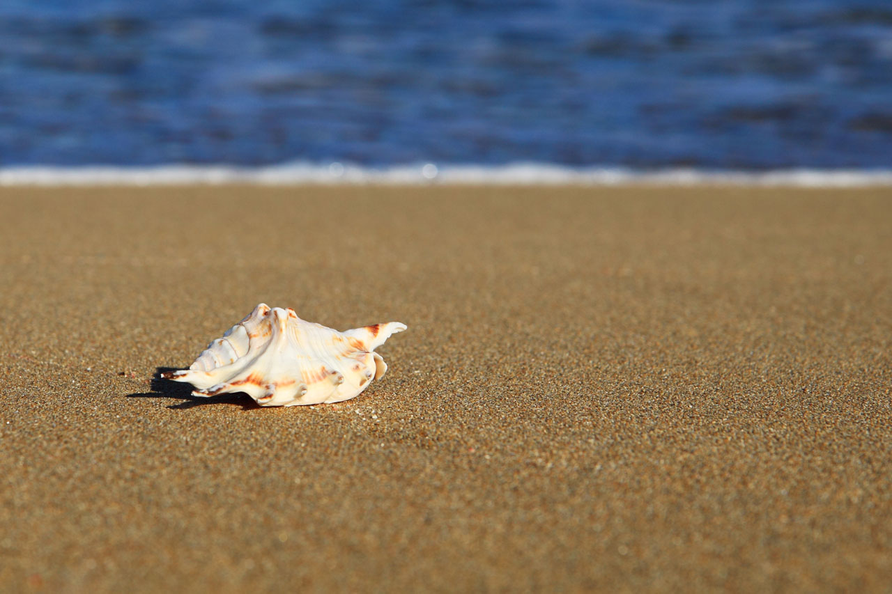 Sea Shell On Beach