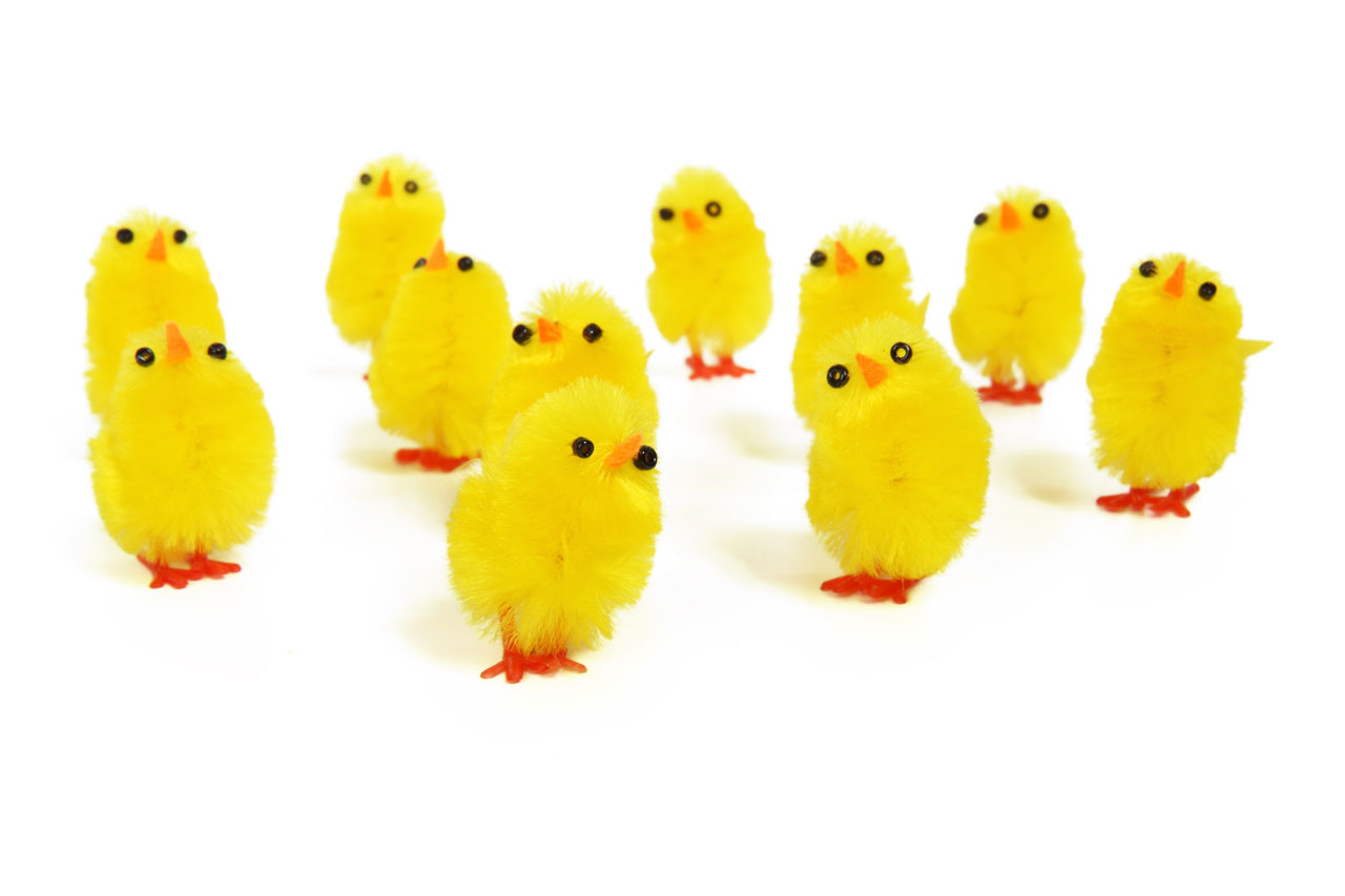 group of chicks isolated on white background