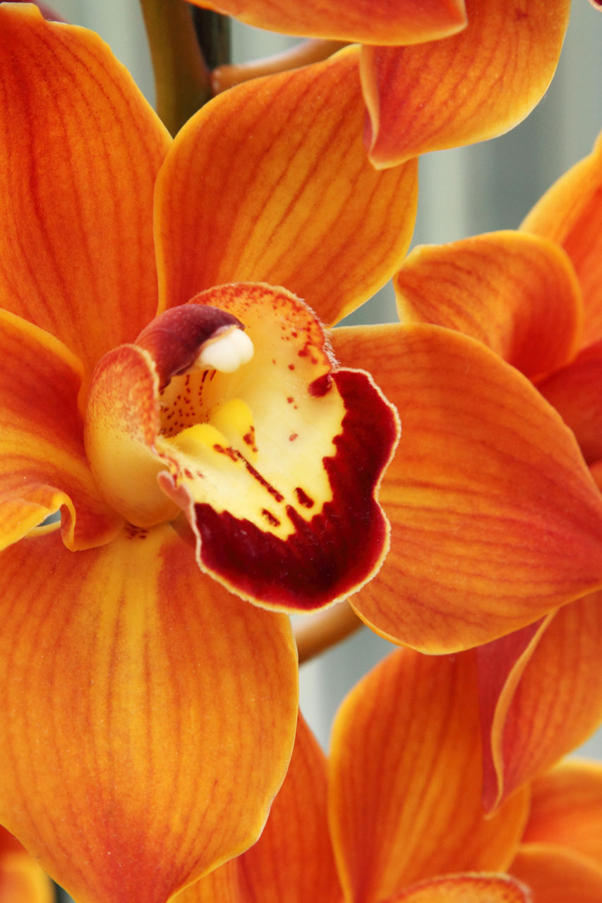 orange orchid flower