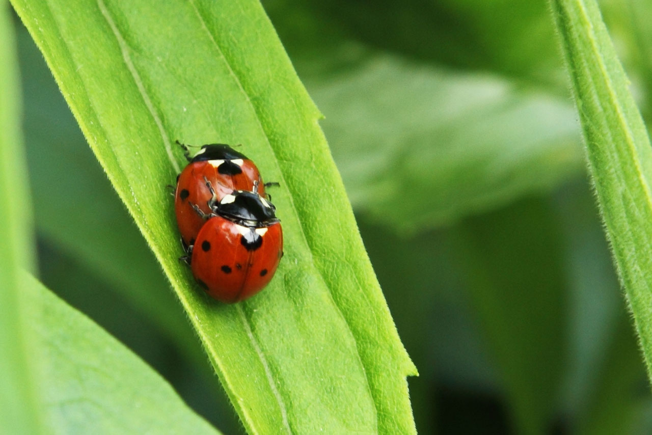 male and female ladybird mating