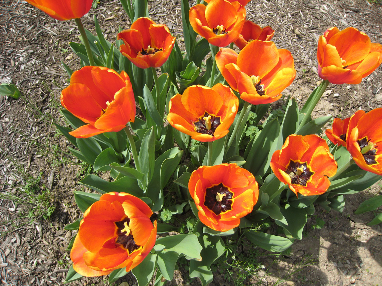 Bright orange tulips in spring