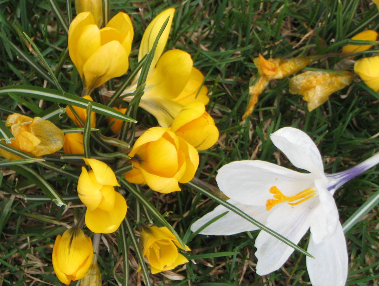 Little group of yellow crocus and one white one,blooming in early spring