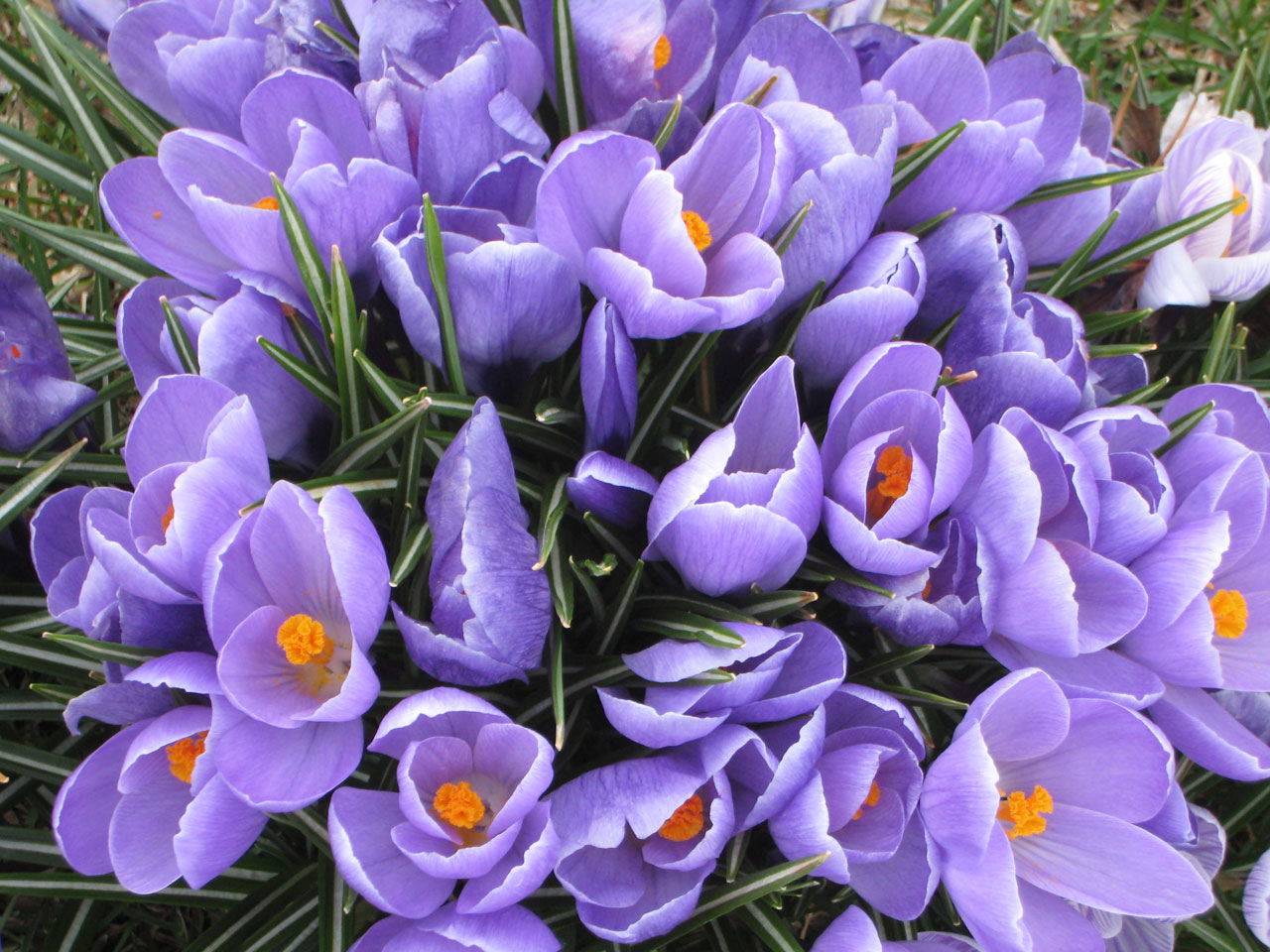 Small group of purple crocus blooming in early spring