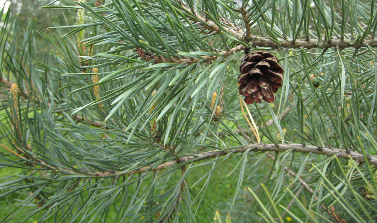 Small pinecone on a branch