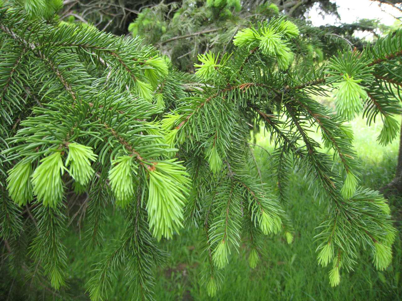 Pinetree in springtime with new growth