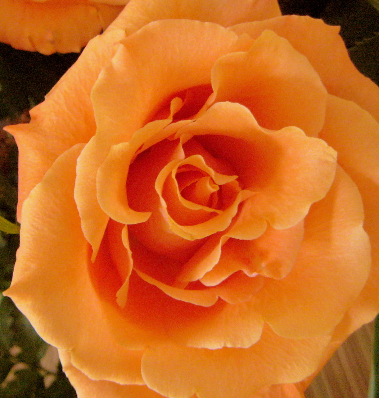 Close up of a blooming peach rose