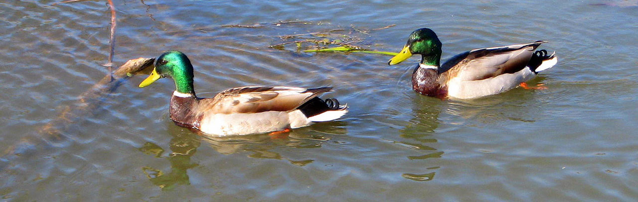Two mallard ducks swimming in the lake