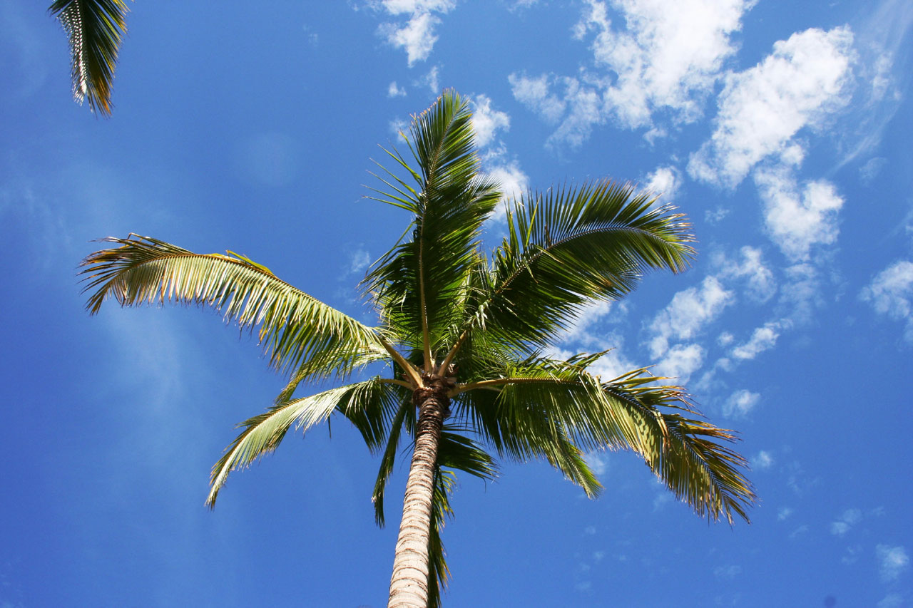 Palm Tree And Clouds