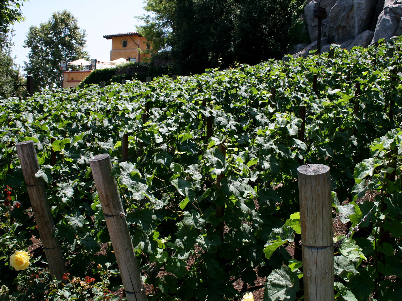 Small vineyard by the Golden Vine Restaurant in Disney California Adventure