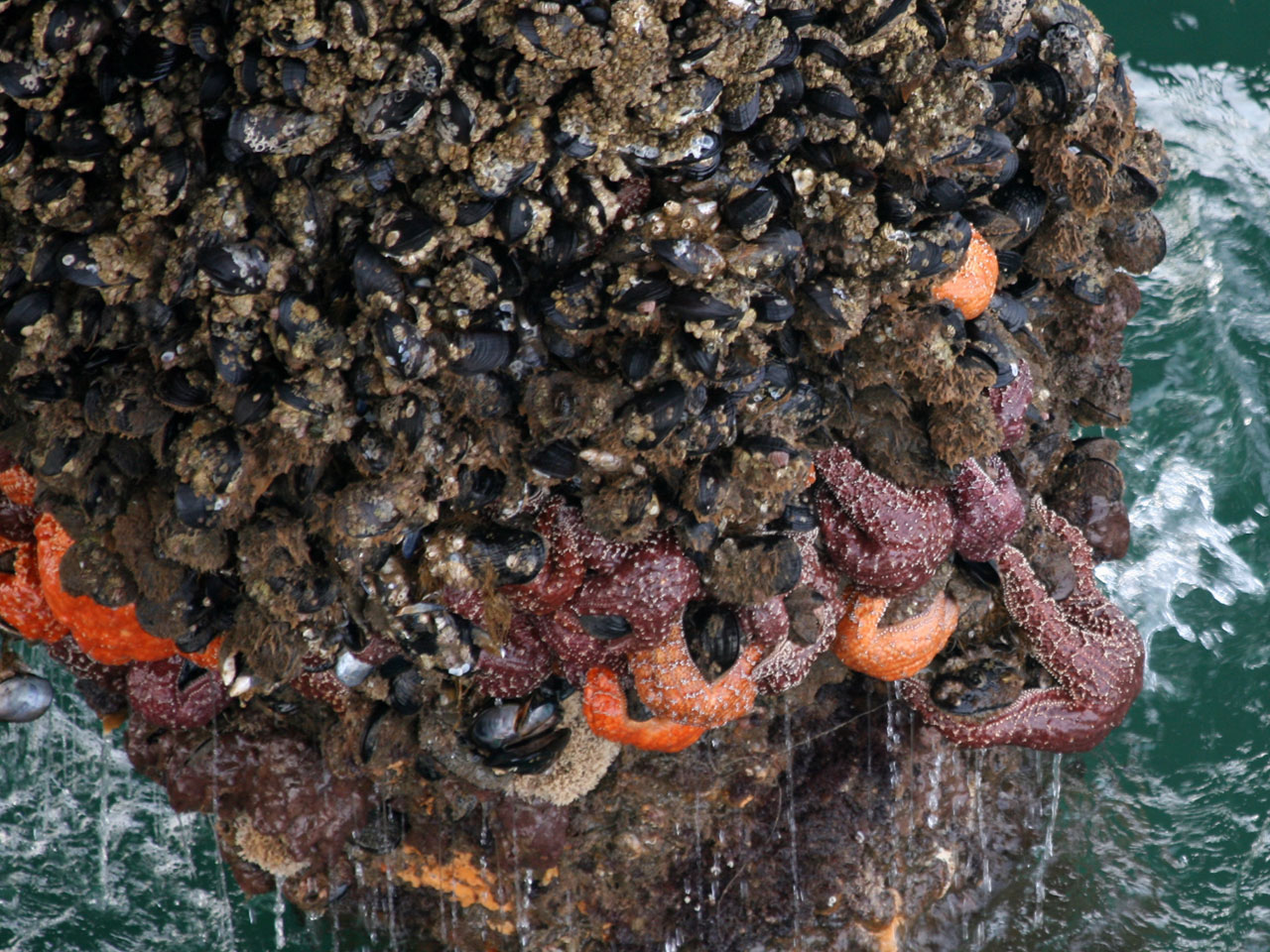 Pier piling of the Huntington Beach Pier, Huntington Beach, CA, encrusted with barnacles and starfish