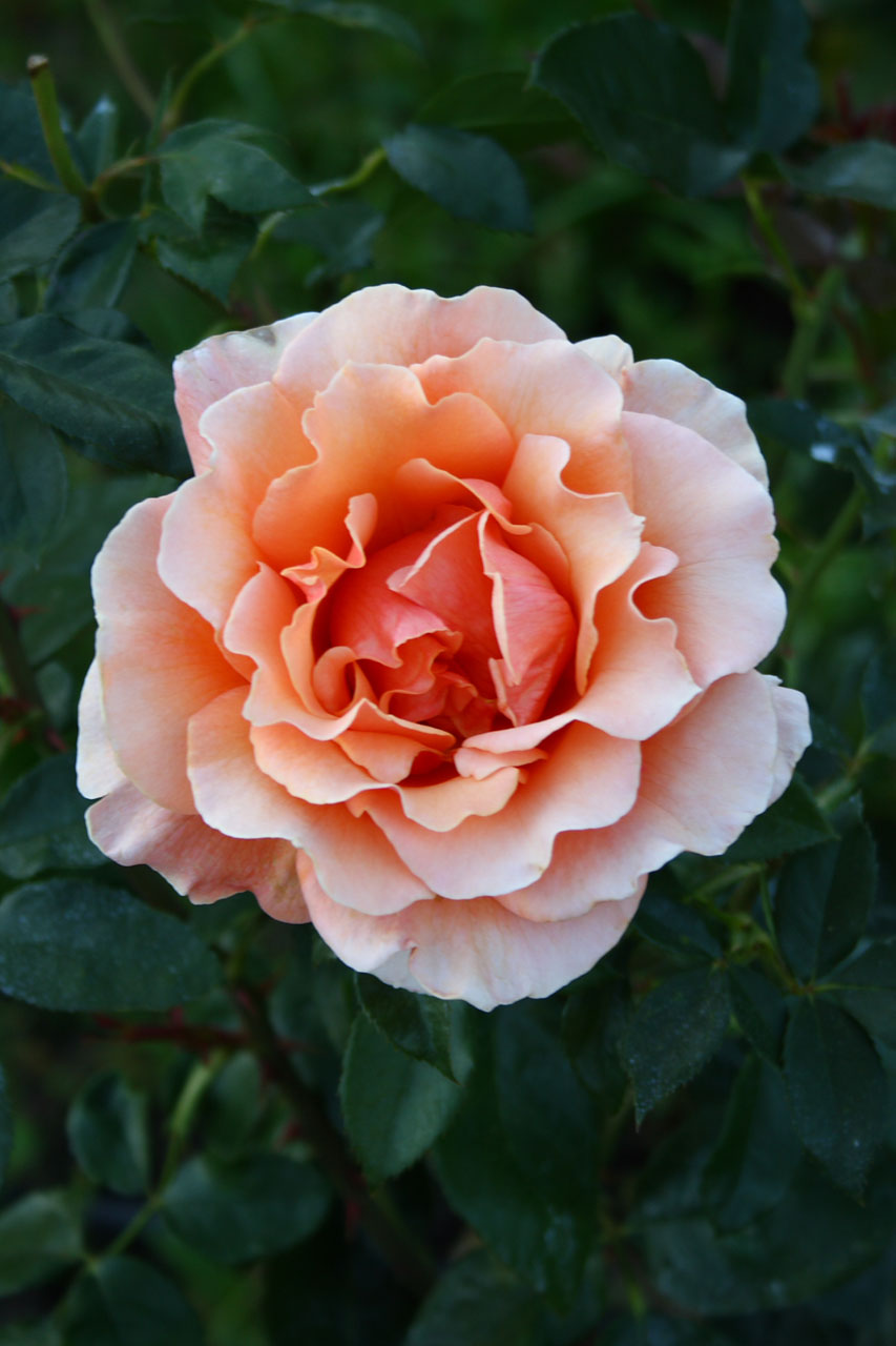 Rose bloom with delicate orange coloring