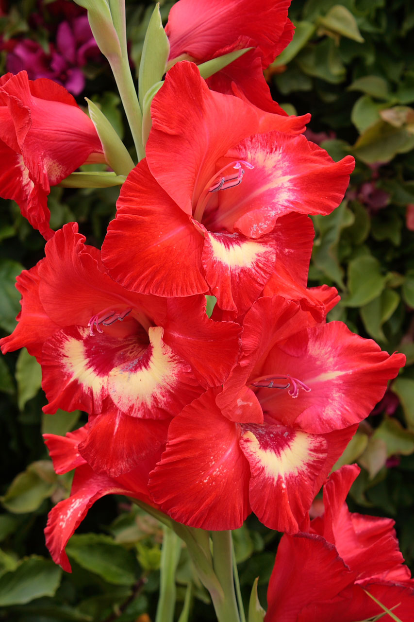 Red And White Gladiolus