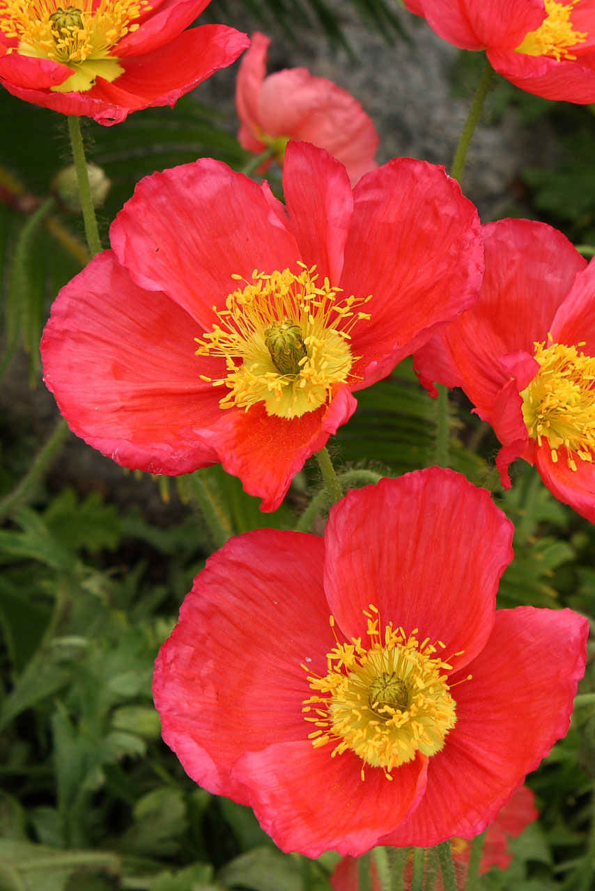 Red poppy blossoms with yellow centers