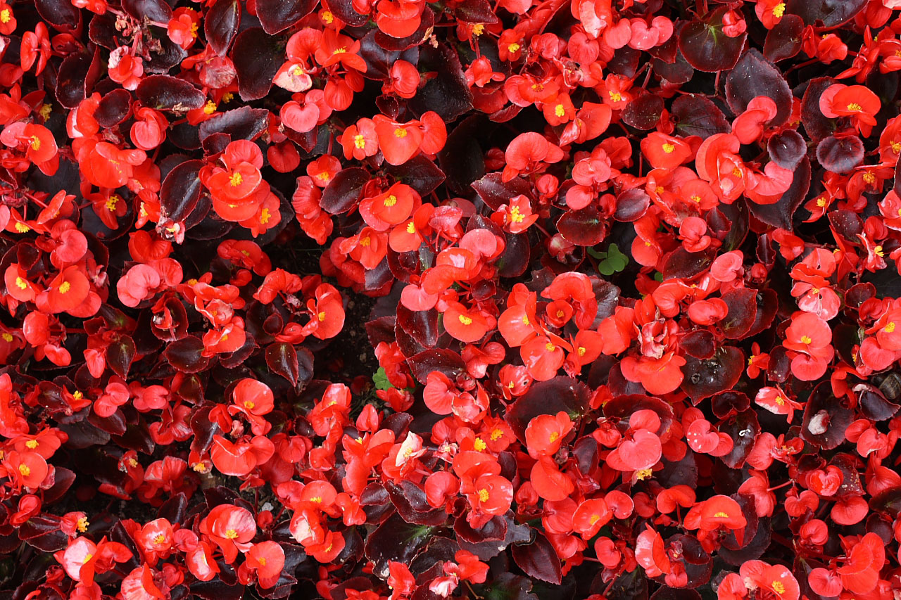 Red Begonia Background