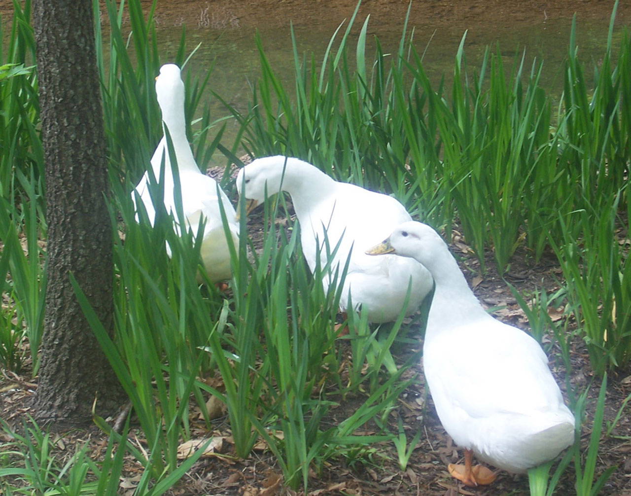 Three white ducks lined up, heading to the pond