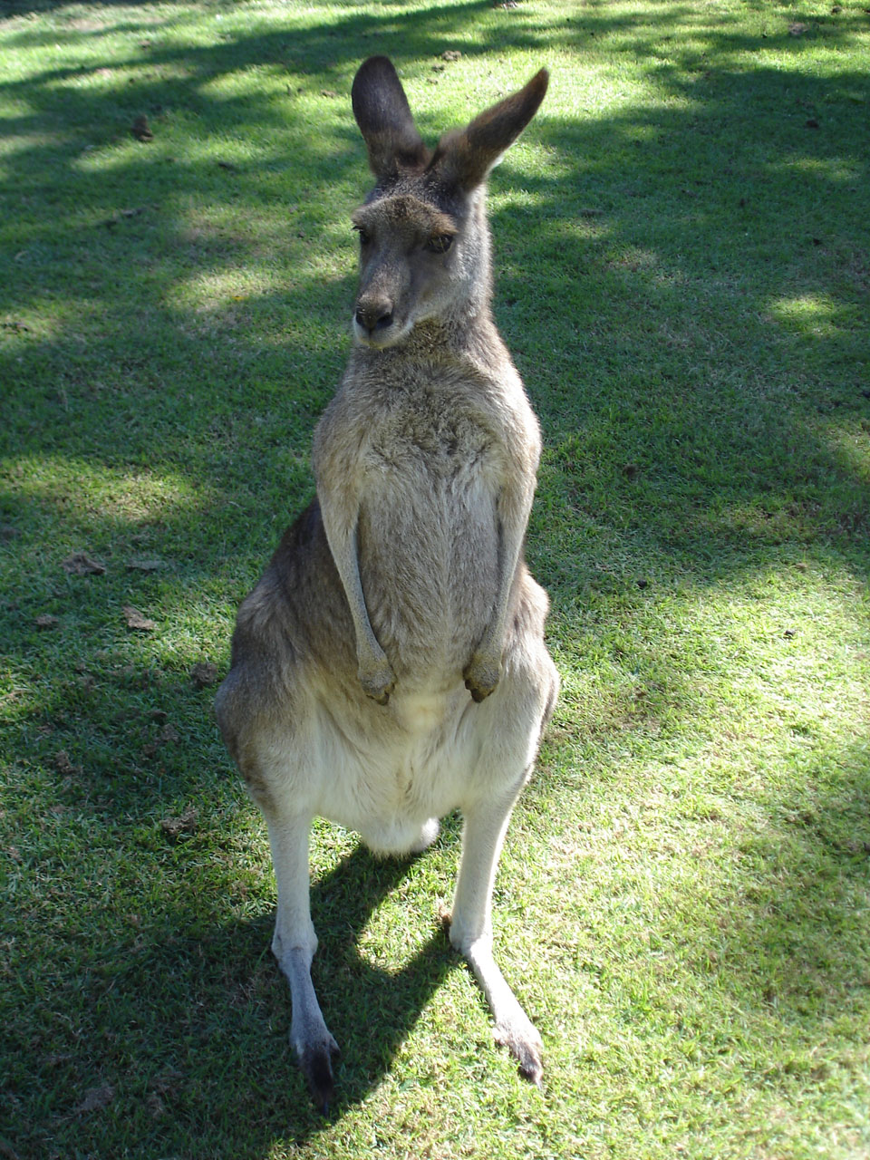Kangaroo at Lone Pine Sanctuary