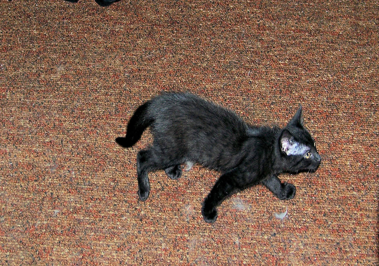 Picture of my black cat "Princess" on the run after one of my other cats.  She's a speedy cat and always on the run.