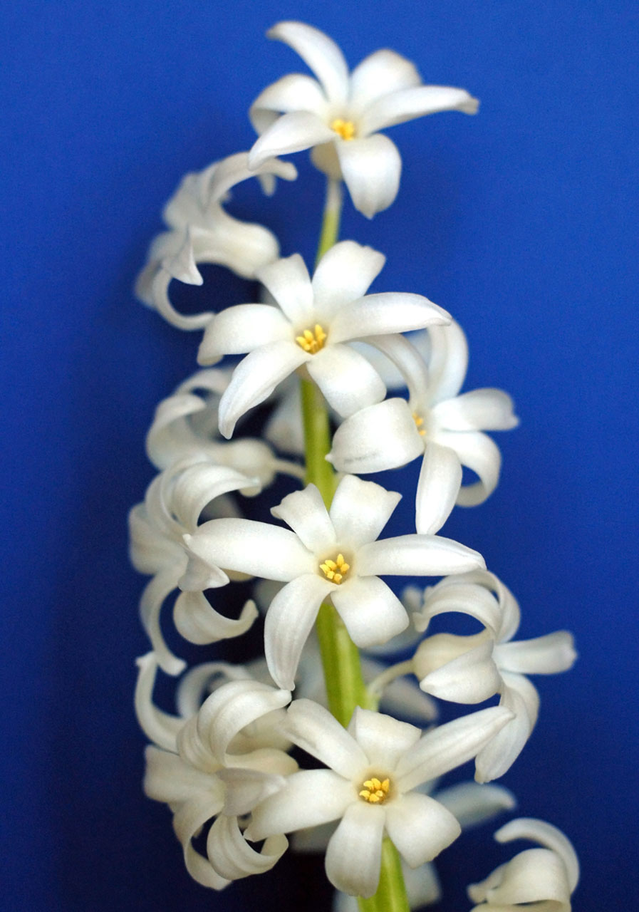 Cream White Hyacinth