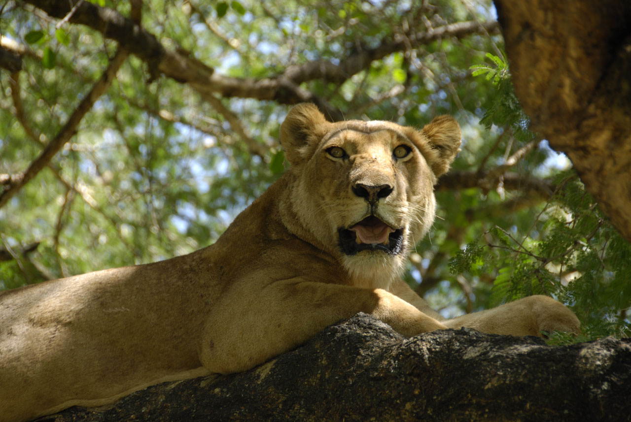 Resting Lioness