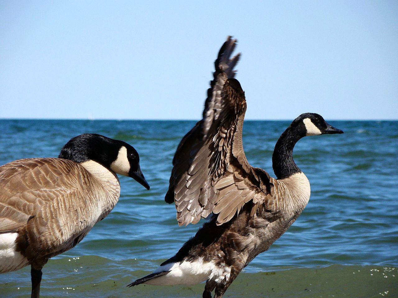 Canadian Geese playing