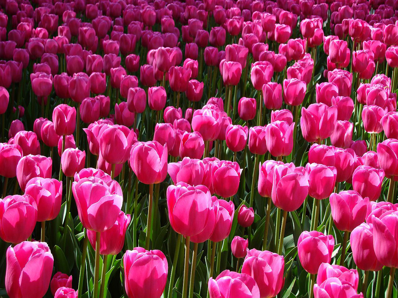 Tulips Meaning: Unlocking the Symbolism and Significance of Different Colors