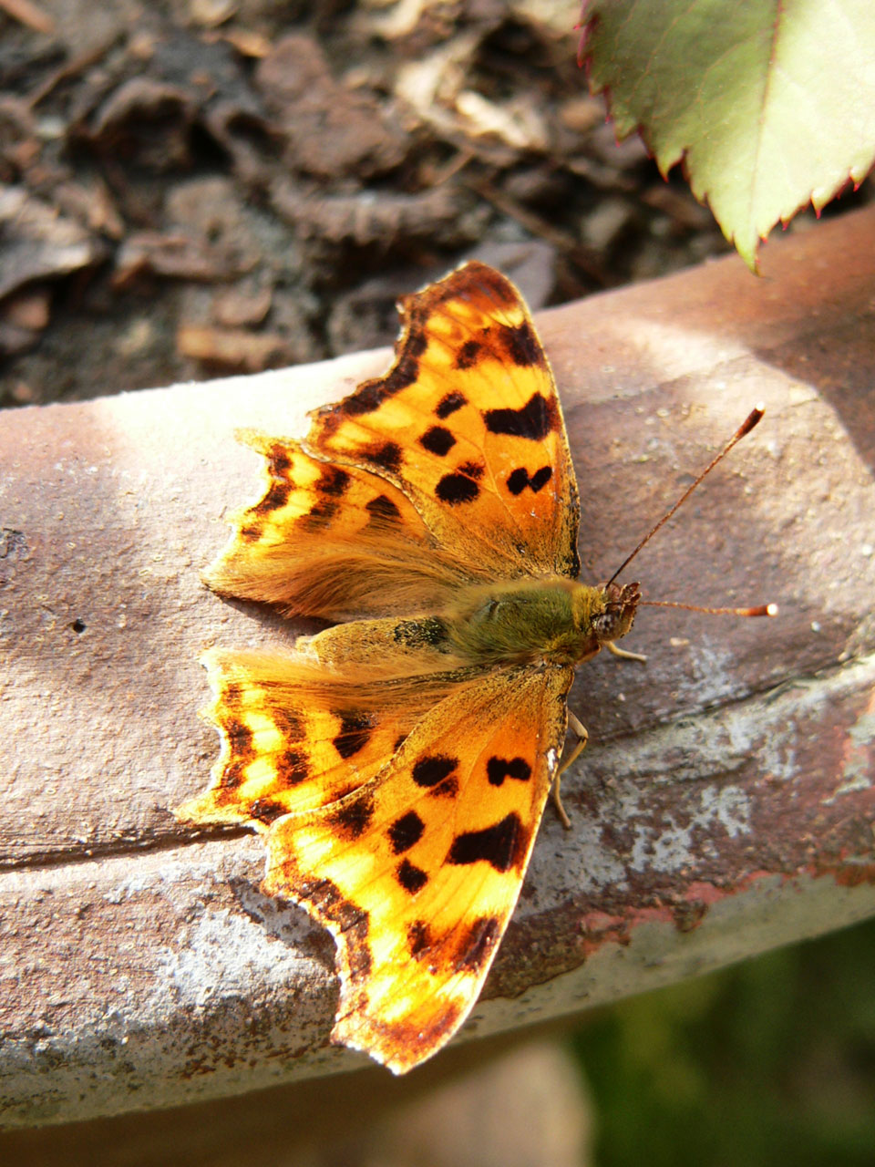 Comma butterfly (Polygonia c-album).