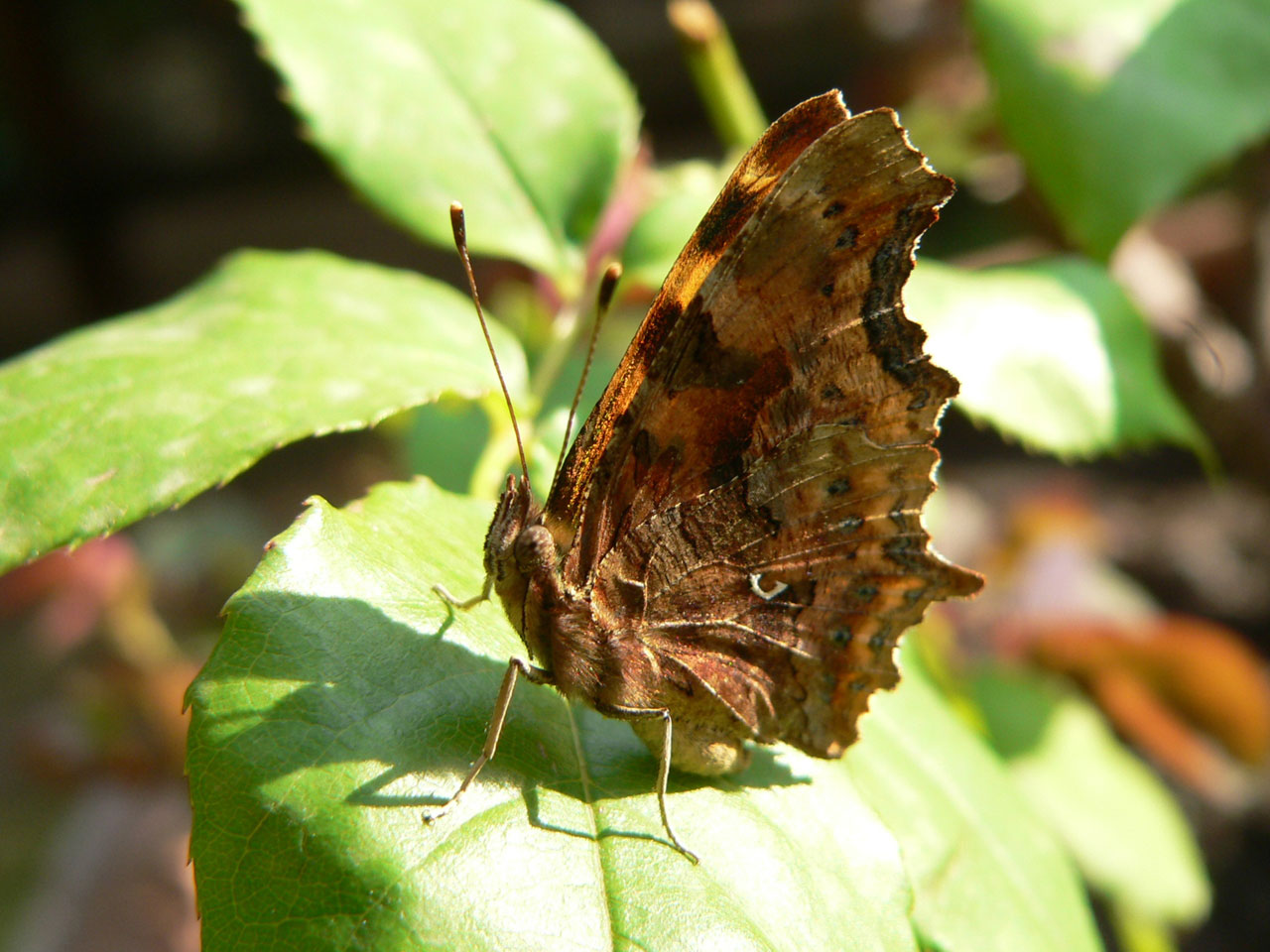 Comma butterfly (Polygonia c-album).