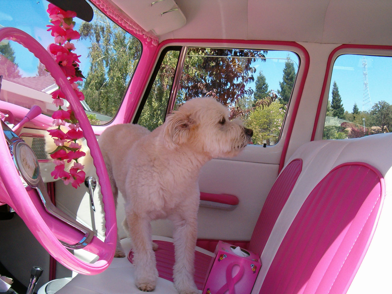 Pink car with Little Bear Dog