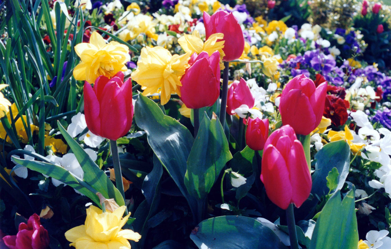 Multi colored tulips in Washington State