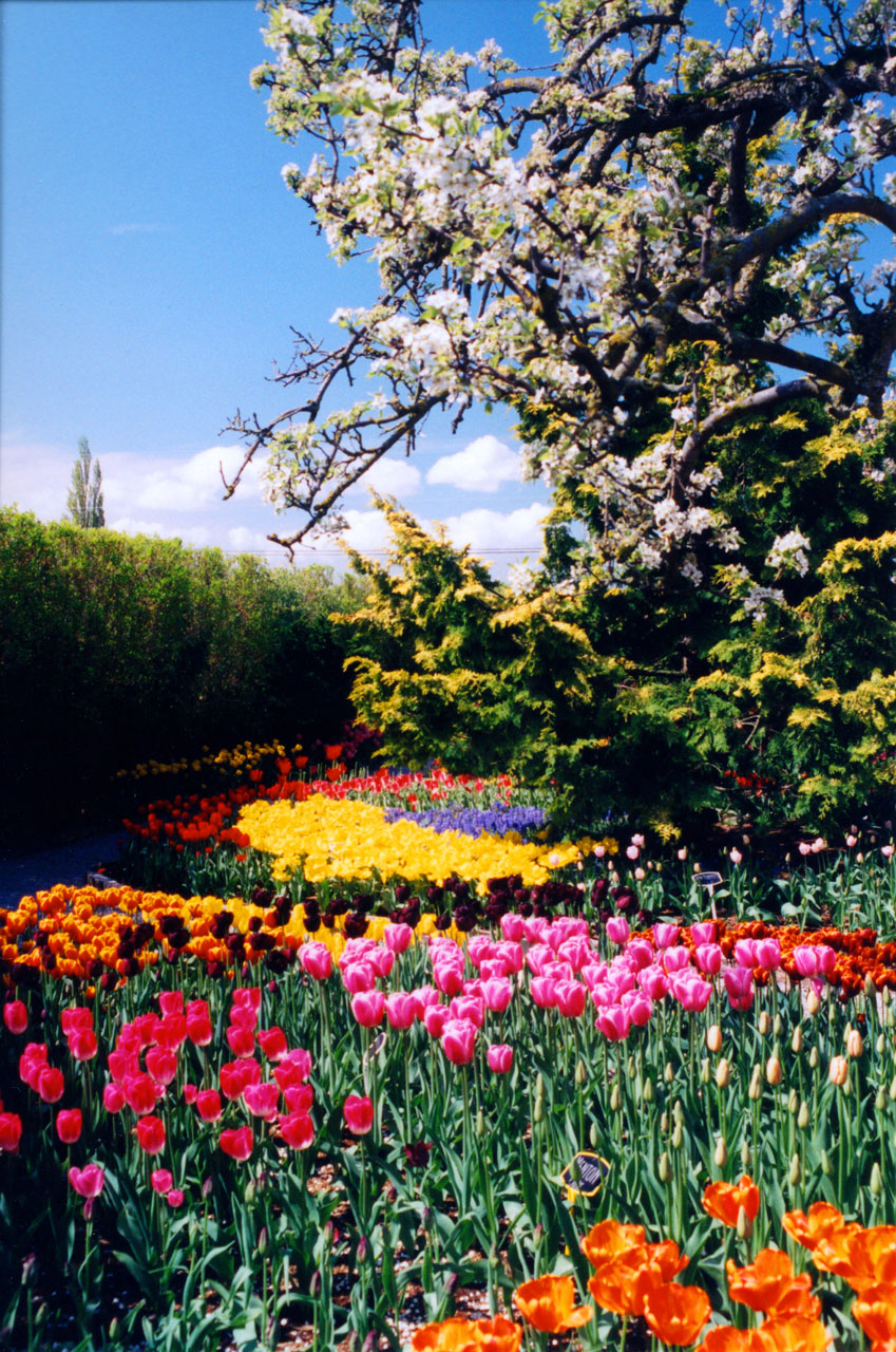 Washington State Tulips among trees