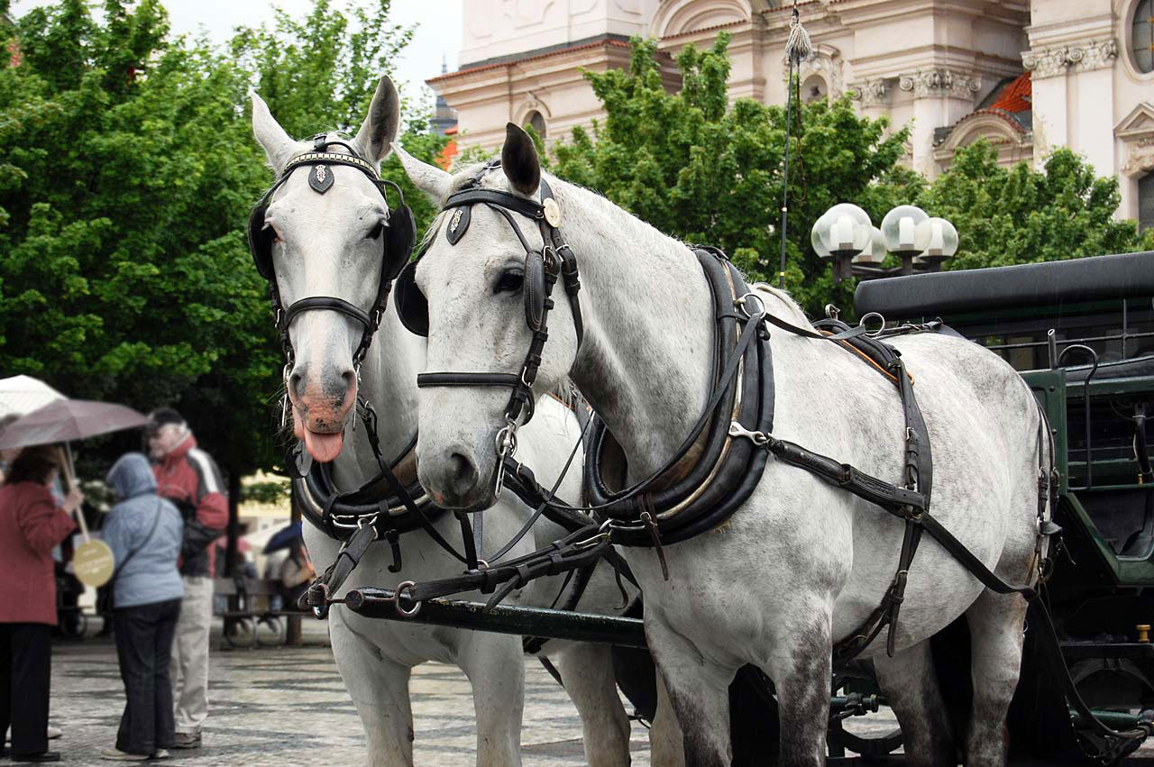 White Carriage in Prague