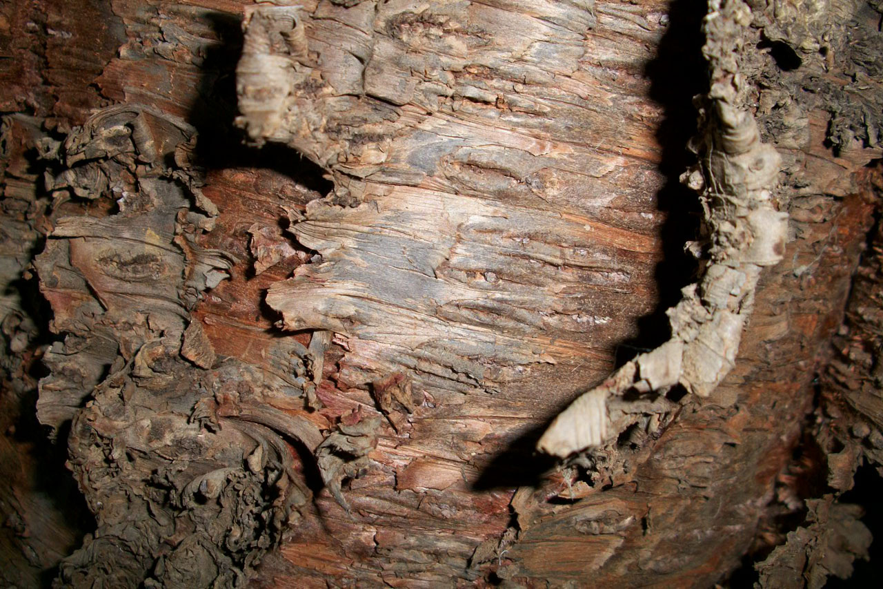 Moving into the bark of a fir