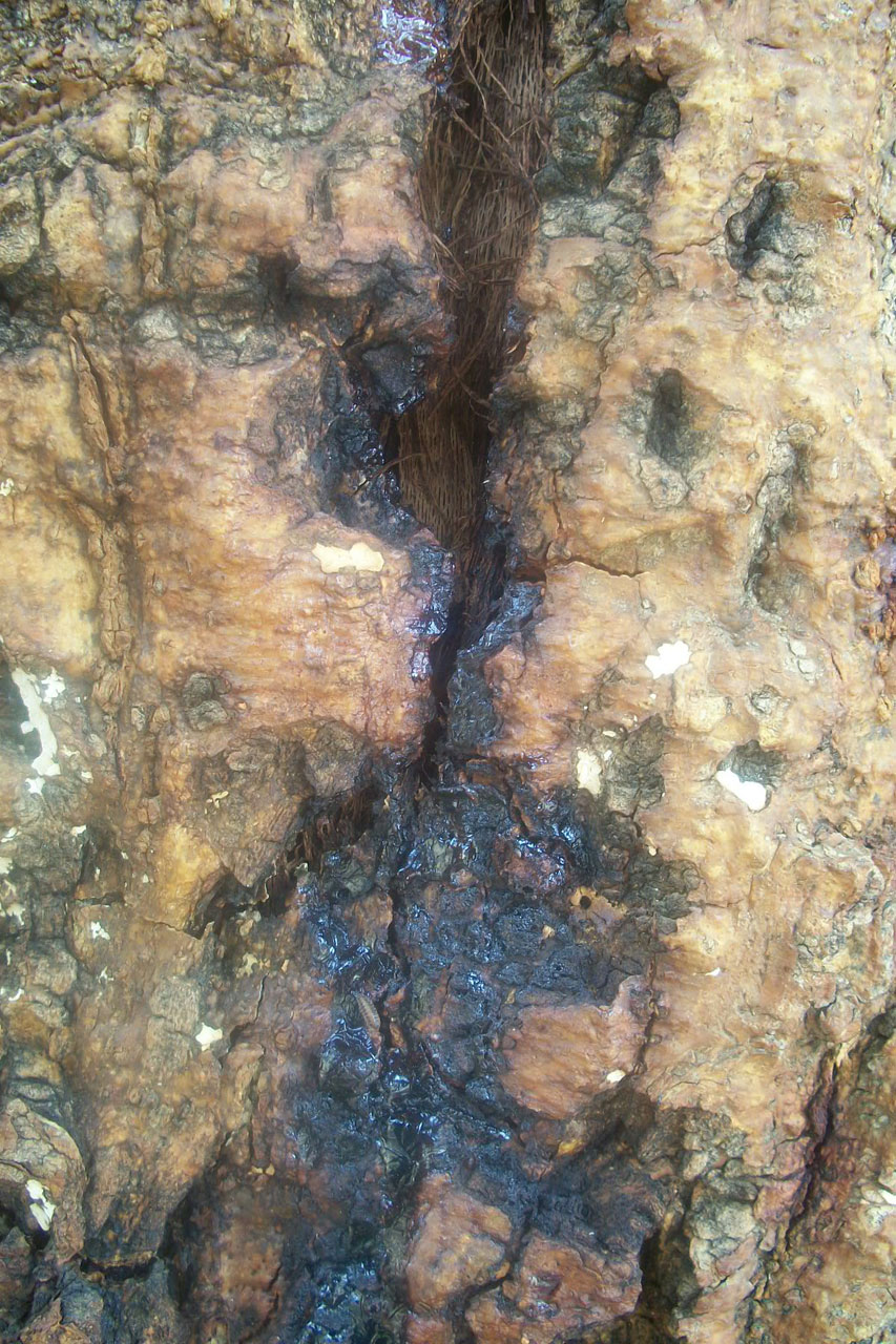 resin dripping from the trunk of a tree