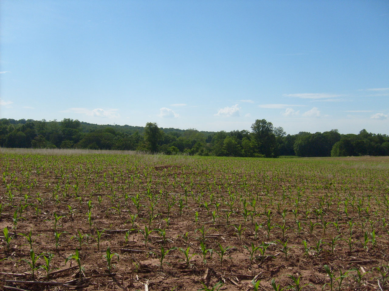 beginning a new corn field