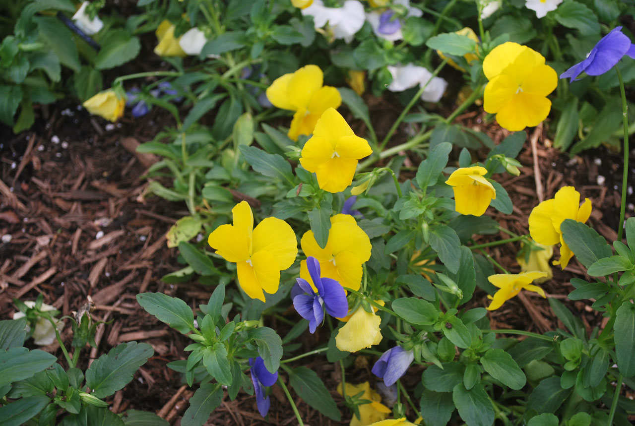 yellow and purple flowers