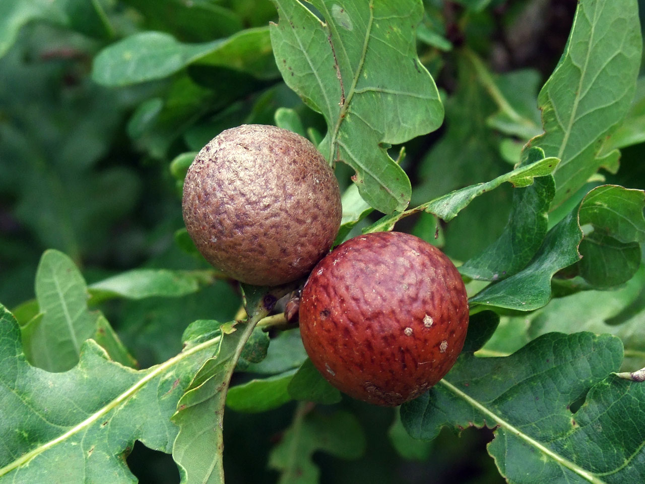 Oak tree leaves are often populated with this kind of spheres with worms live in this spheres