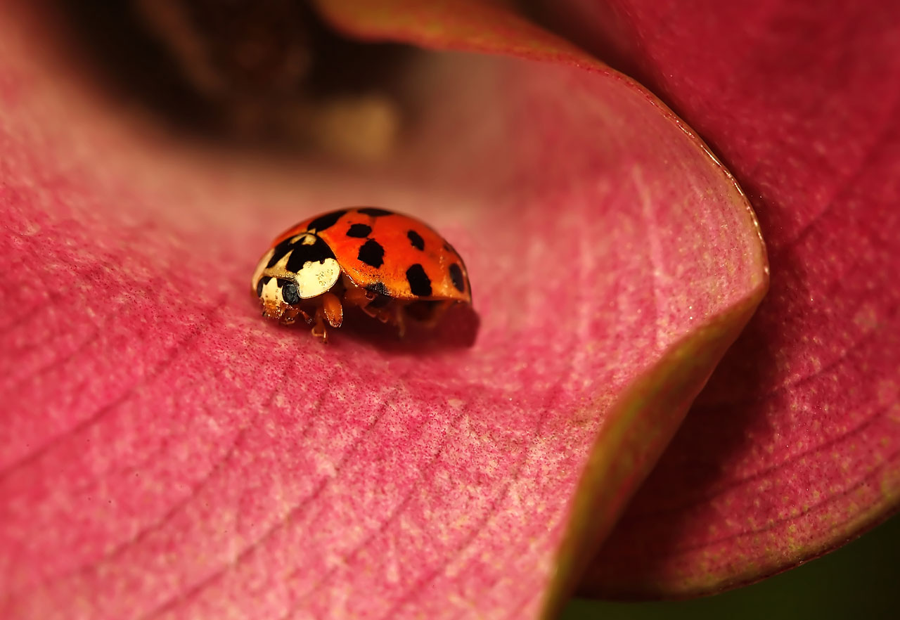 Ladybird on a calla flower.