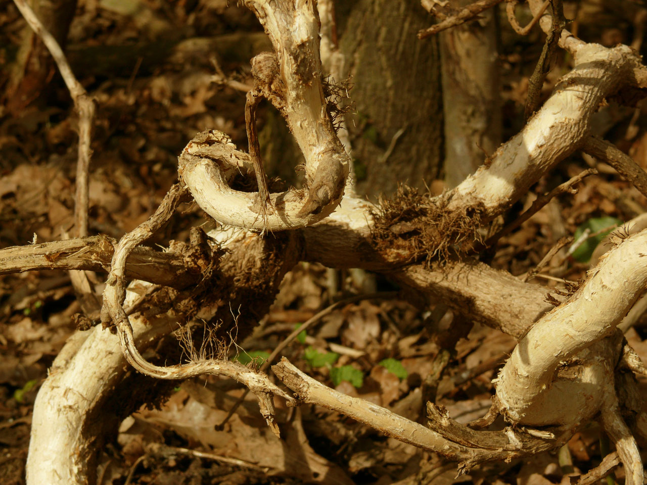 Dry tree roots