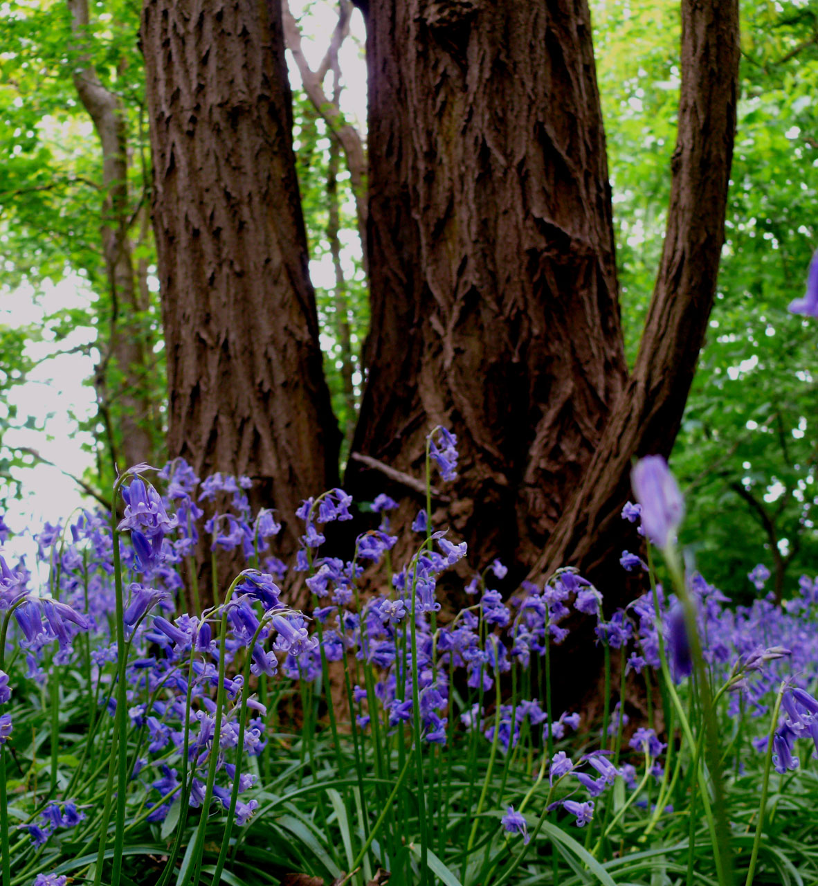 Bluebells In Forest