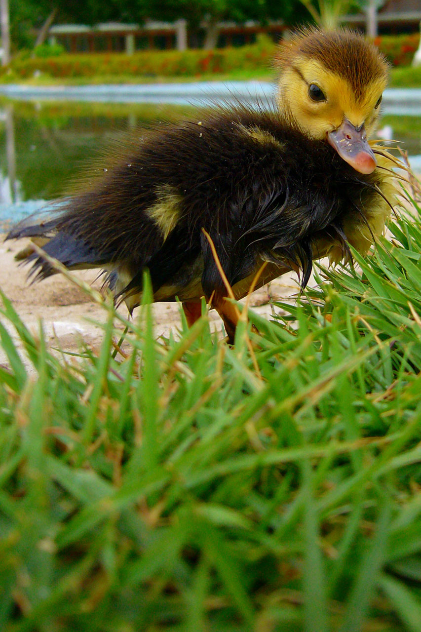 Duckling in grass