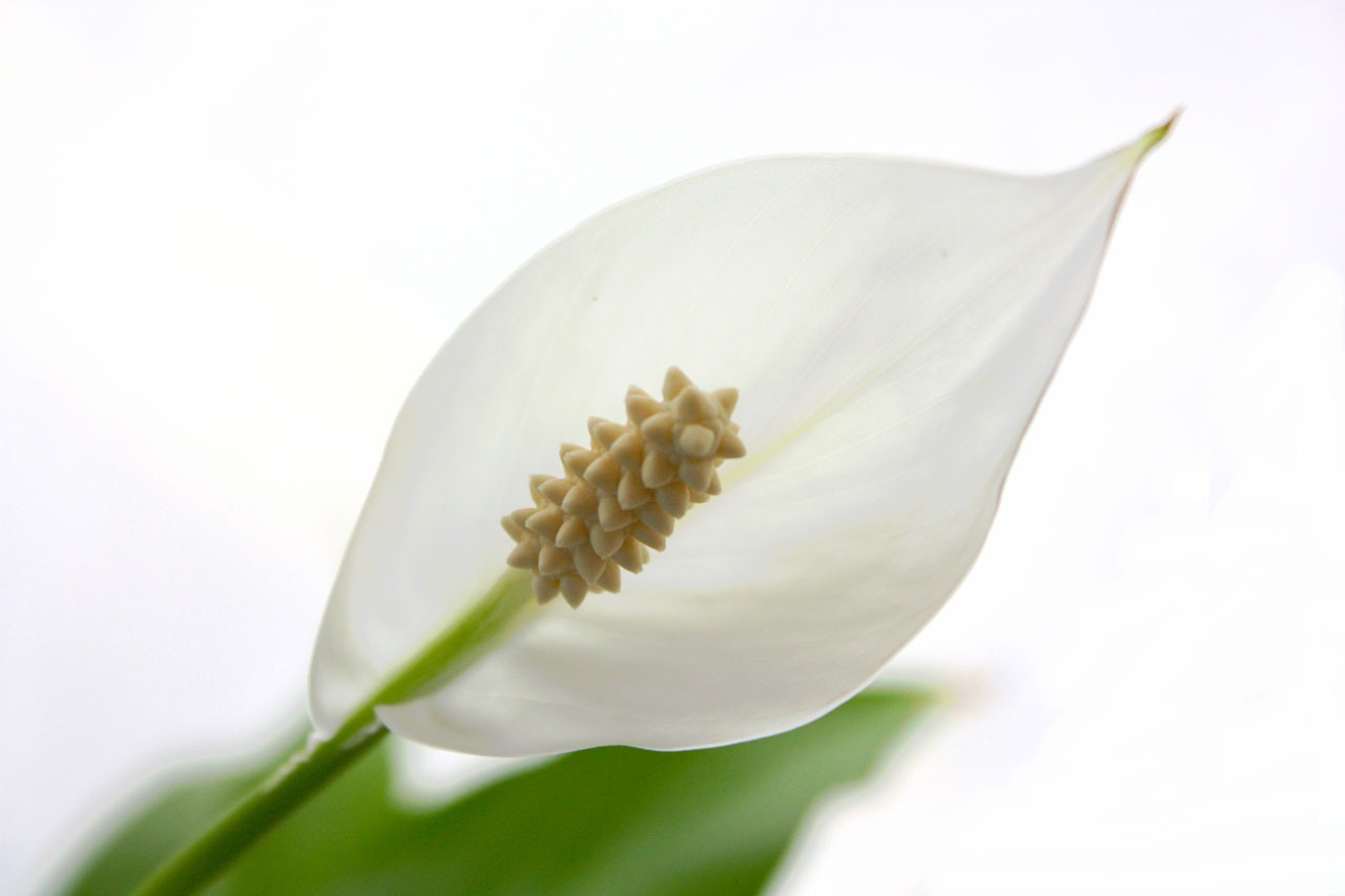Calla flower on white background