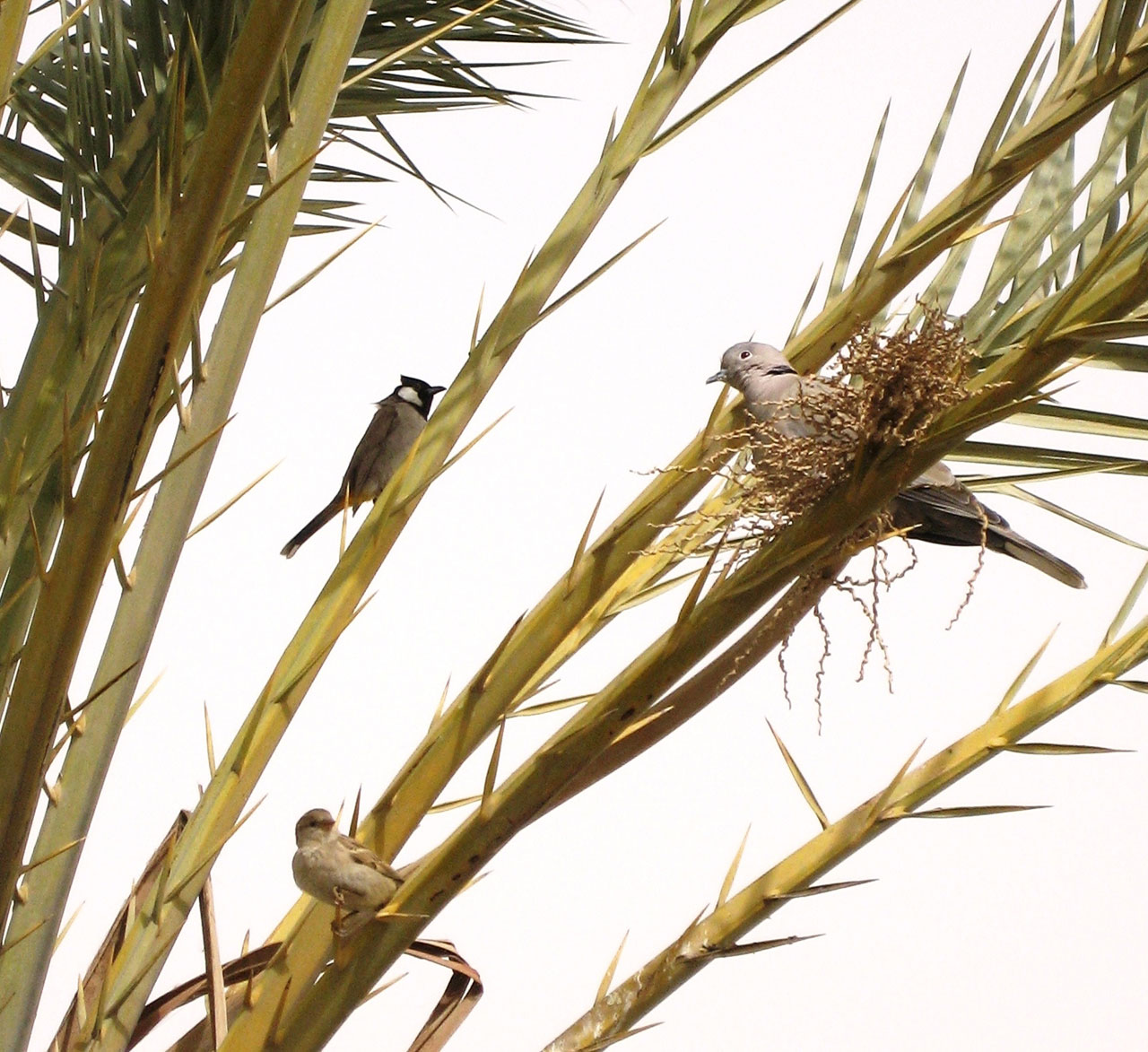 A pigeon, a buble and a sparrow share a tree in Baghdad.