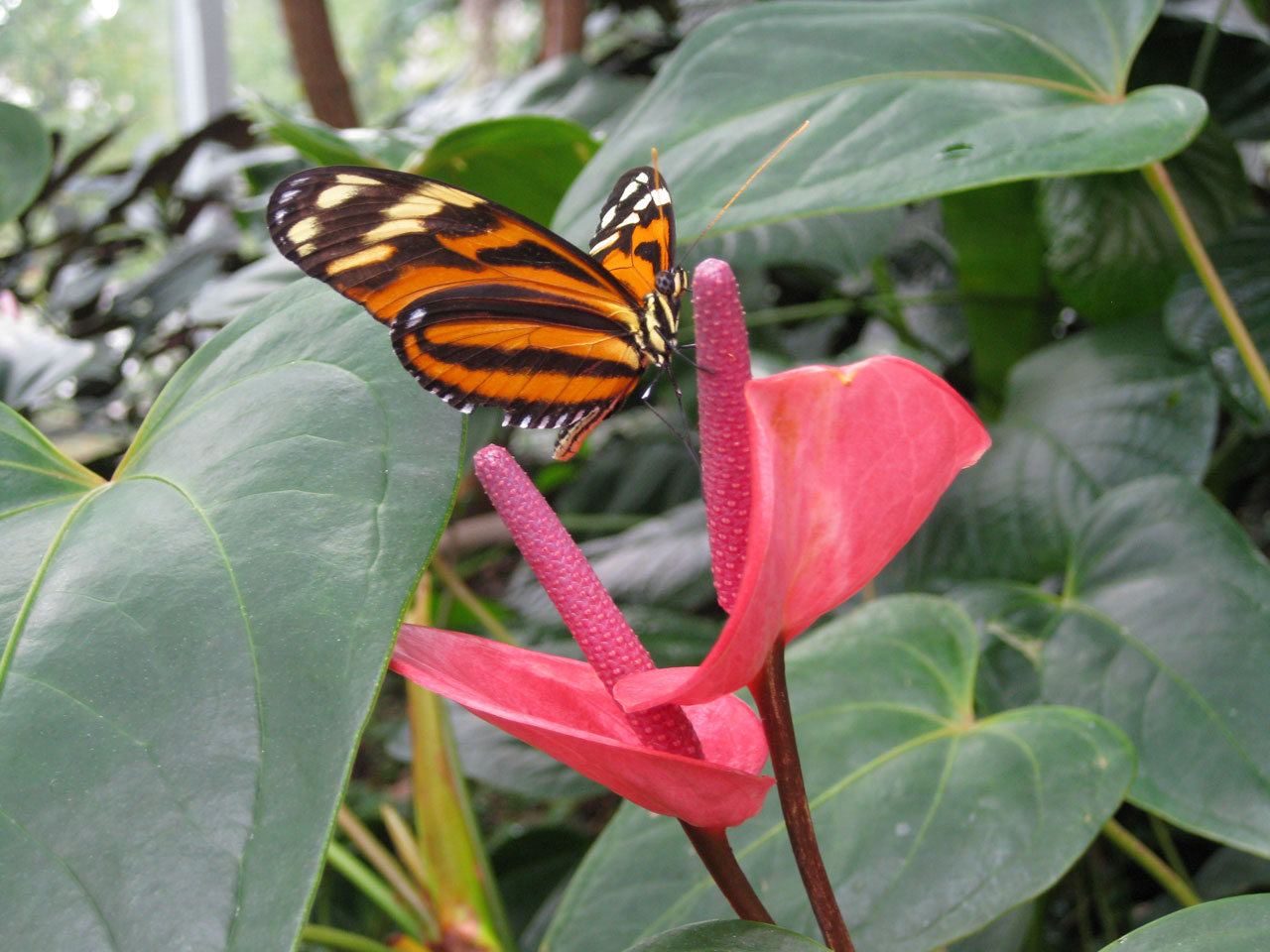 Butterfly And Flower
