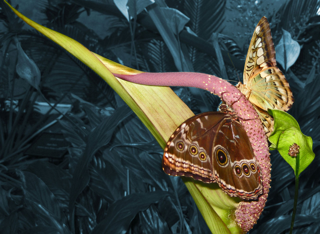 Two colorized morpho peleides butterflies on a desaturated background
