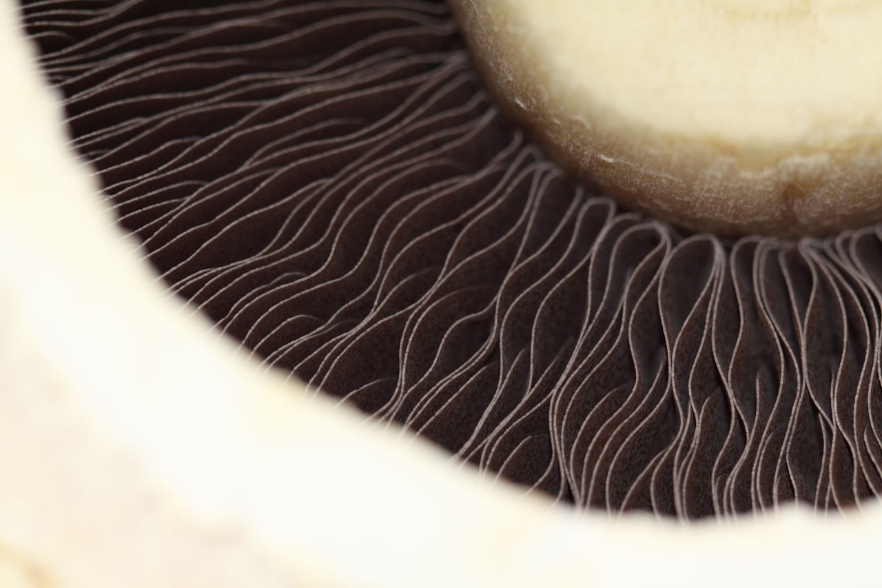 Mushroom Detail